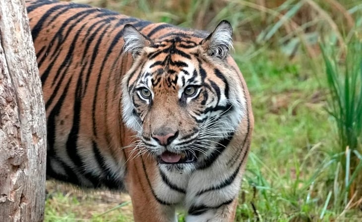 Mujer se enfrenta a tigre en India para salvar a su bebé