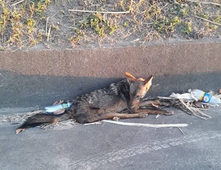 Acostado en medio de carretera encuentran coyote en Torreón