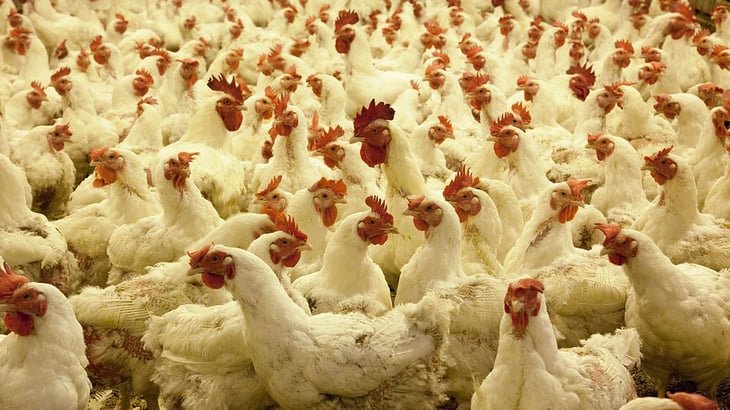Sacrifican a 3 millones de gallinas por gripe aviar en Estados Unidos