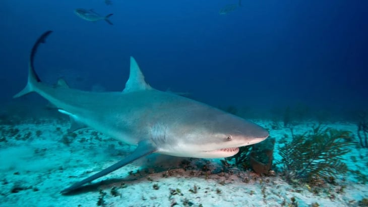 Muere en las Bahamas pasajera de crucero que fue atacada por un tiburón