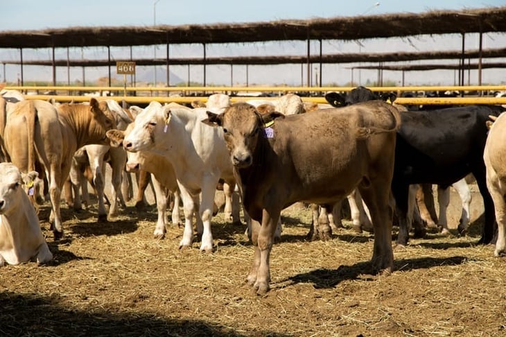La exportación de ganado de la Región Centro a Estados Unidos permanece en constante movimiento