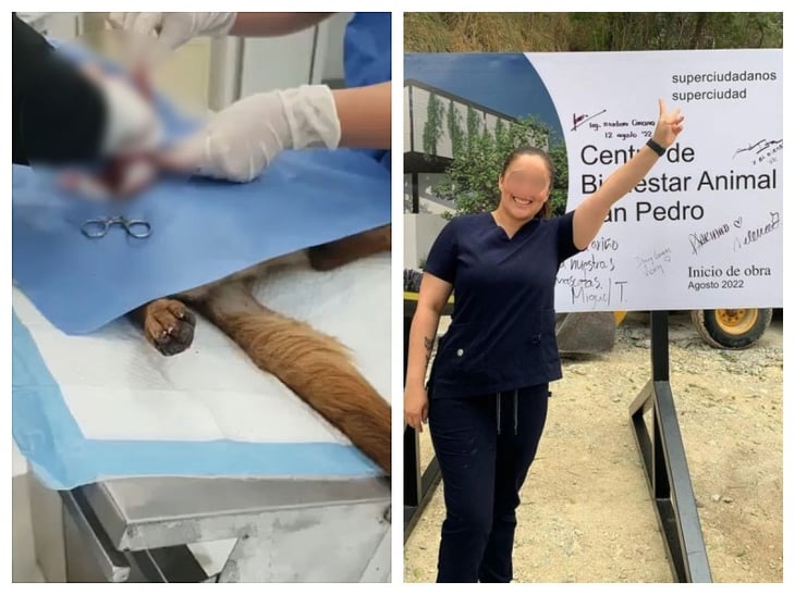 Denuncian a veterinarias por operar a perrita sin anestesia en San Pedro, Nuevo León
