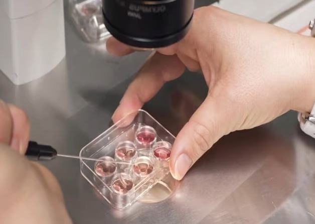Parlamento de Suiza autoriza la donación de óvulos para tratamientos de fertilidad