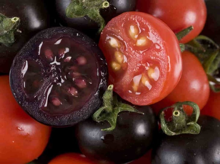 Es aprobado el tomate morado genéticamente modificado