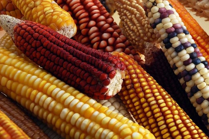 El maíz podría estar en riesgo con esta iniciativa de reforma de ley