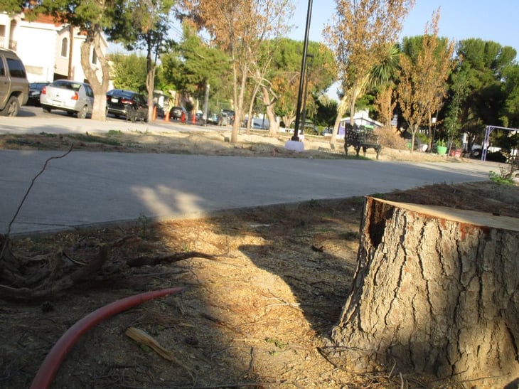 Tala en plaza fue para salvar árboles sanos
