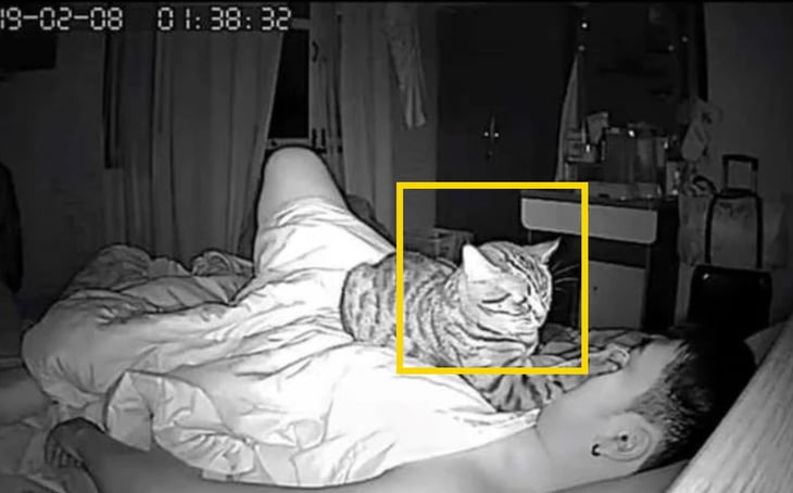 Joven graba a su gato para cuidarlo; descubre que lo 'asfixia' mientras duerme