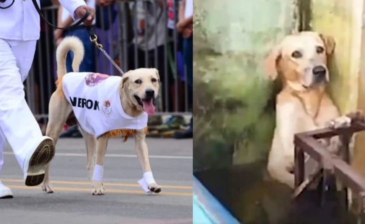 Así desfiló Nerón, el perro rescatado por la Marina en Tabasco