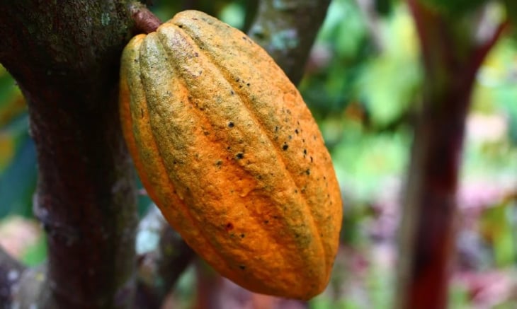 Así sabe el cacao en la zona maya de Belice