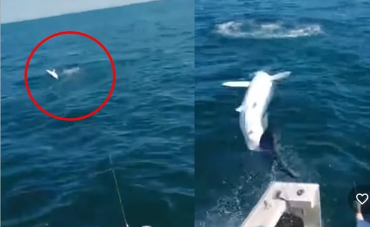 Tiburón de dos metros salta a un yate y desata pánico entre los tripulantes