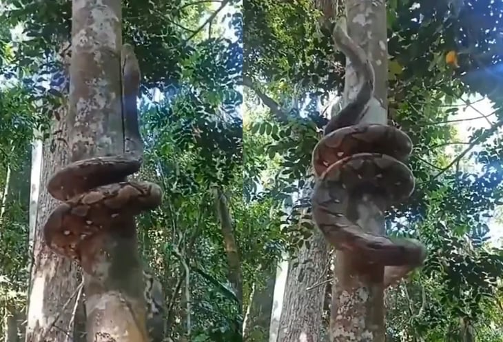  Sorprende serpiente que se enrolla en árbol para trepar