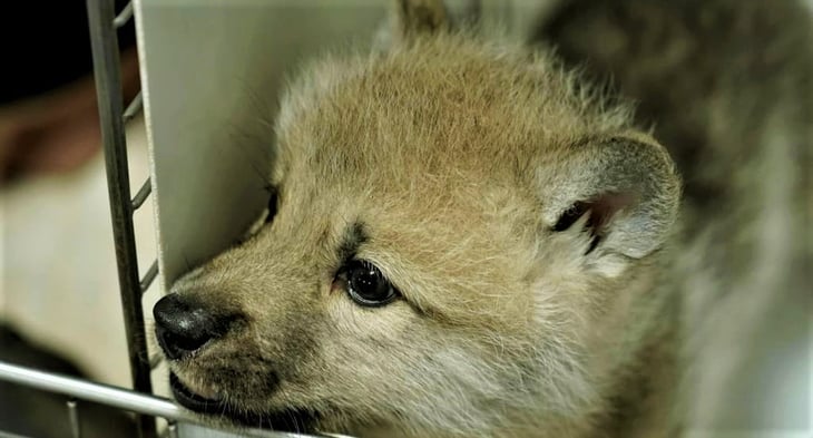Primer ejemplar clonado de lobo salvaje ártico; nace en China