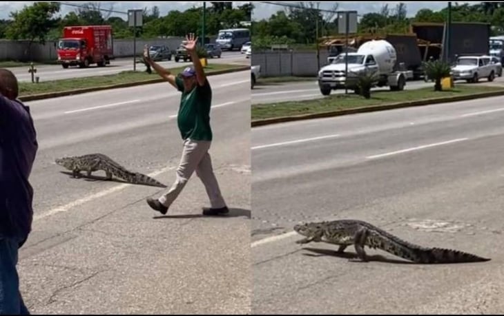 Cocodrilo detiene el tráfico en Tamaulipas y lo ayudan a cruzar la calle