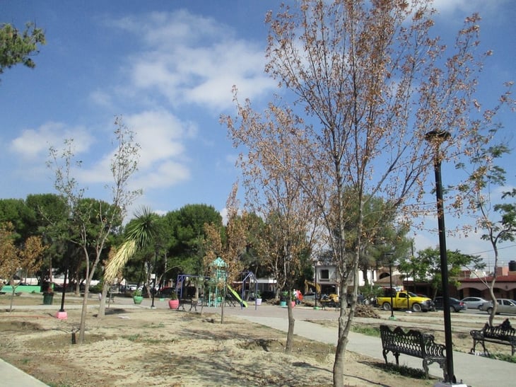 Los árboles no están secos: asegura ecología municipal