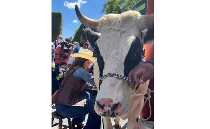 Diputada lleva una vaca a la Cámara y hasta la ordeña: pide así apoyo a lecheros