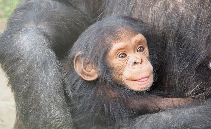 Pandilla secuestra a bebés chimpancés en República del Congo y exige pago millonario