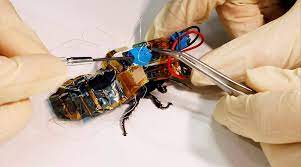 Investigadores convierten cucarachas en cyborgs para inspeccionar zonas de desastre