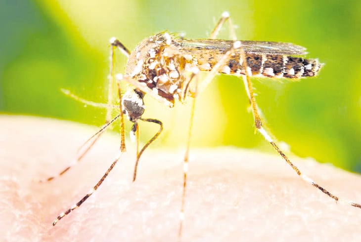 Primer caso de dengue se registra en la Hipódromo