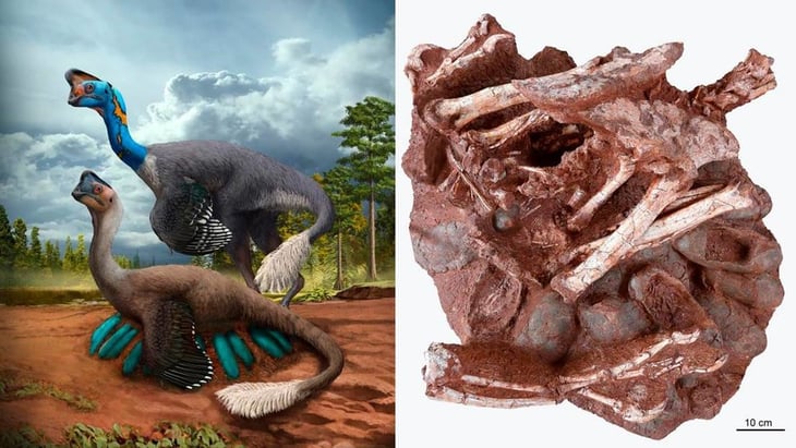 Un huevo de dinosaurio encontrado intensifica debate sobre qué causó su  desaparición