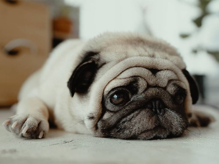 Estudio afirma que los perros saben cuándo nos sentimos estresados