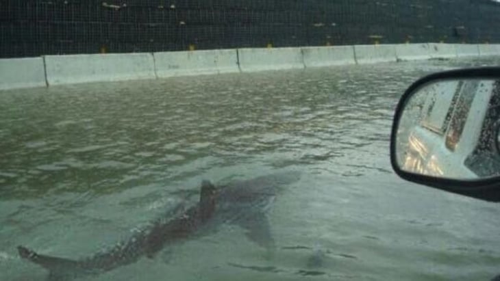 Huracán Ian: grabaron a un tiburón nadando en las calles de florida