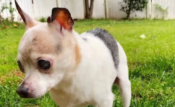 Muere Pebbles, el perro más viejo del mundo; tenía 22 años
