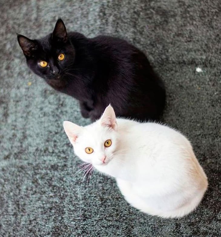 En octubre aumenta la adopción de gatos negros y blancos para rituales satánicos 