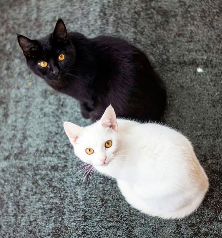 Gatos negros son muy buscados en octubre para rituales y brujería