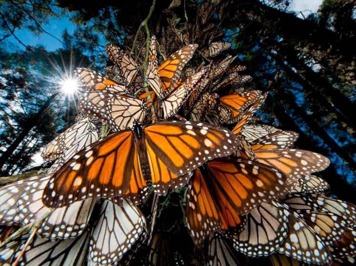 Fumigaciones en Monclova deberán detenerse por el paso de la mariposa Monarca