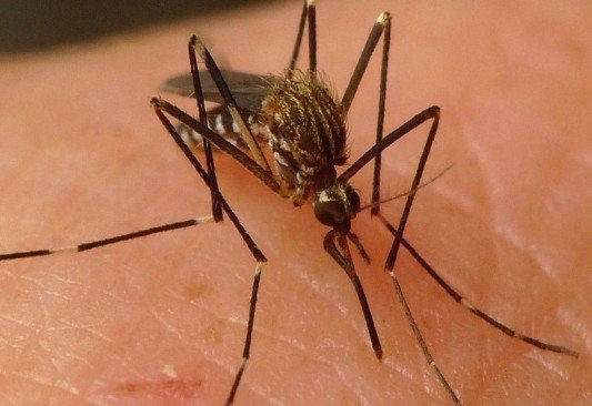 SSa detecta en Acuña un caso de Virus del Nilo