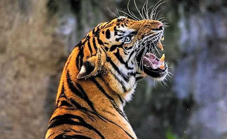 Matan en India a tigre 'come hombres'