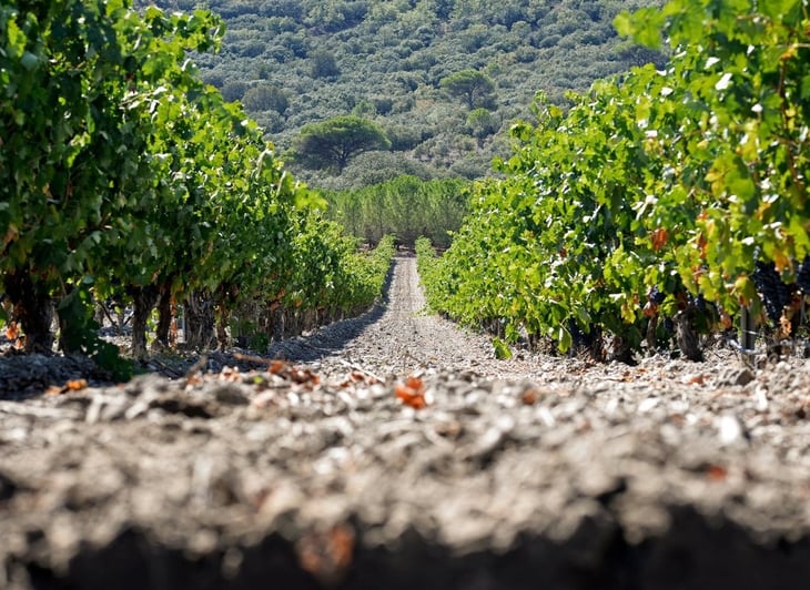 La ruta turística de 'Milla de Oro del Vino' en España propone una unión con la gastronomía de Perú 