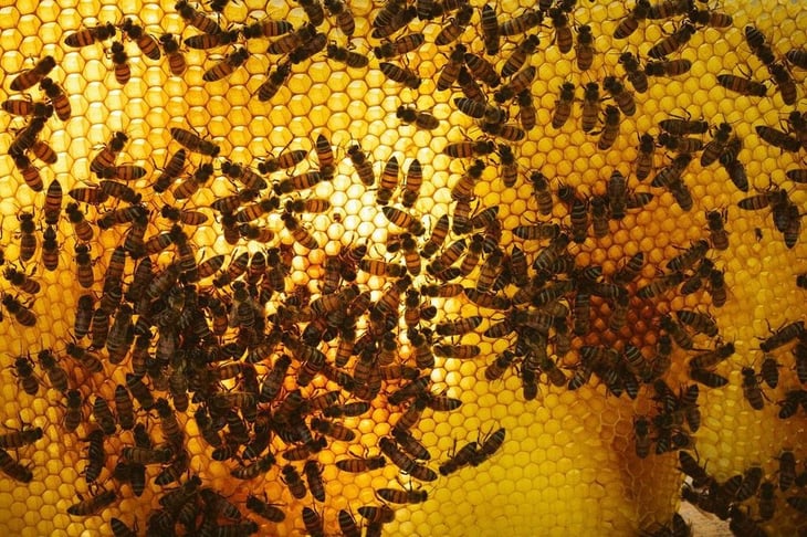 Queen Bee Honey, un proyecto de miel consciente