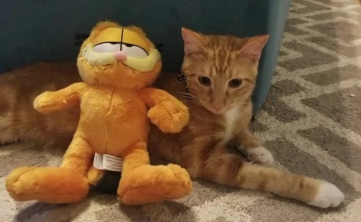 'Se busca gato naranja para fiesta de Garfield': el anuncio que se viralizó en redes para un cumpleaños en EU