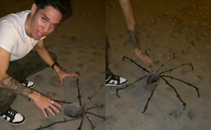 Viral: araña hecha de coco saca varios sustos en TikTok
