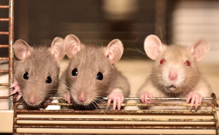 Científicos implantan células cerebrales en ratas y logran influir en su comportamiento