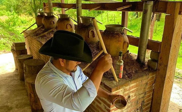 Productores de mezcal de Oaxaca impulsan siembra de agave tobalá, en riesgo por sobreexplotación