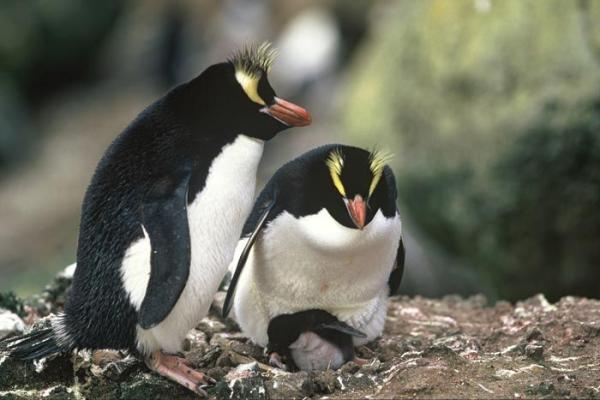 ¿Porqué los pingüinos dejan morir a su primer huevo?
