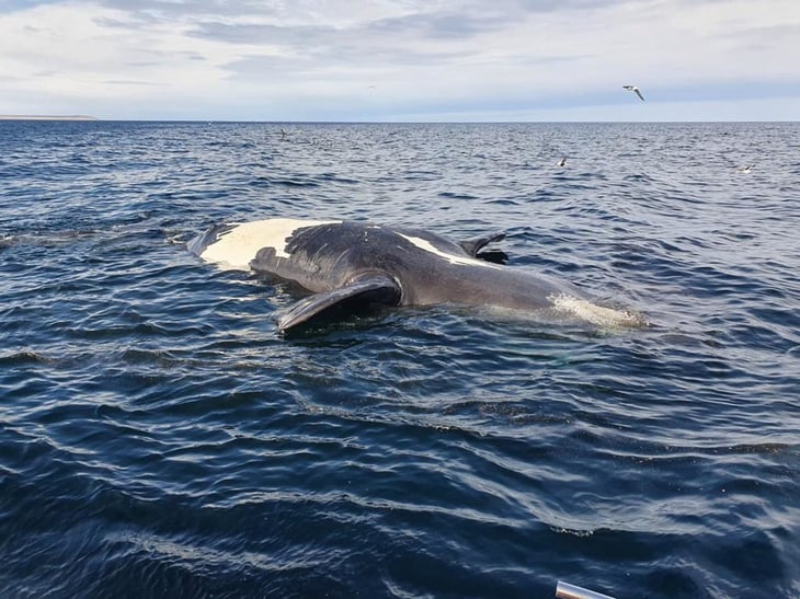 Marea roja, principal sospechosa por la muerte de 30 ballenas en Argentina