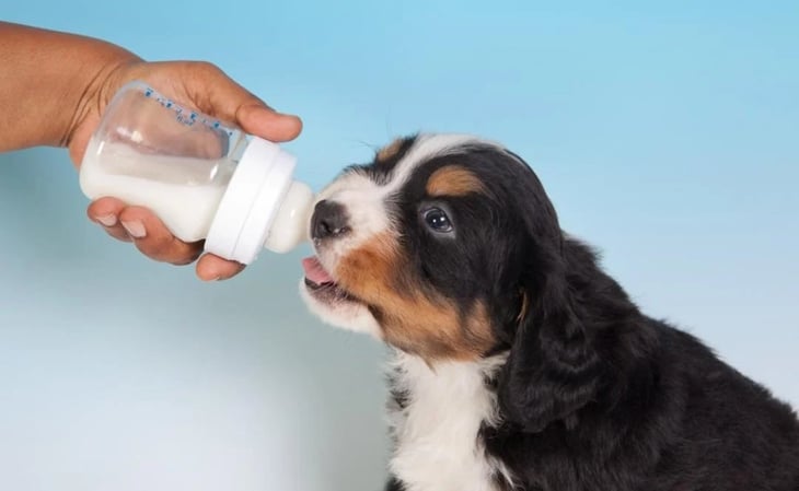 ¿Pueden los perros tomar leche? ¿Les hace daño? Esto dicen los expertos