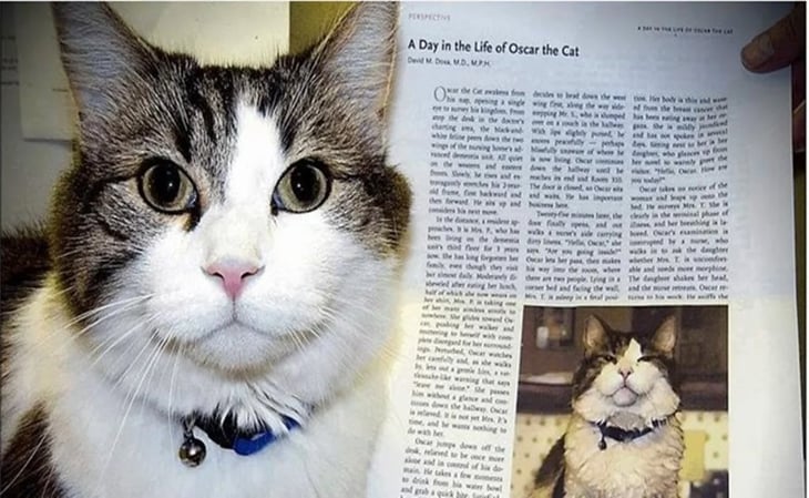 “El mensajero de la muerte”: la historia del gato que predecía cuando alguien iba a morir