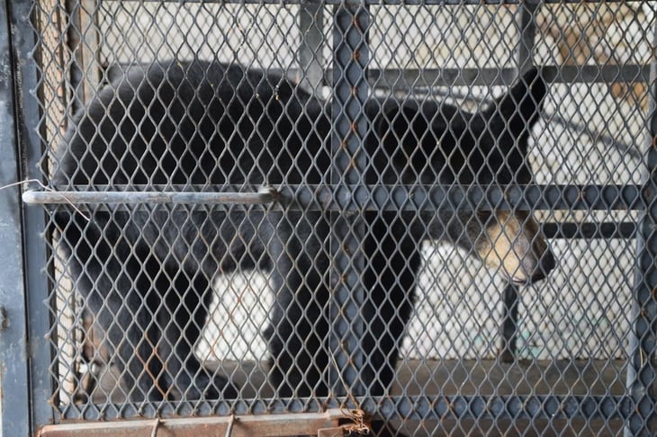 Incremento en avistamientos de osos aumenta riesgo de ataque a humanos