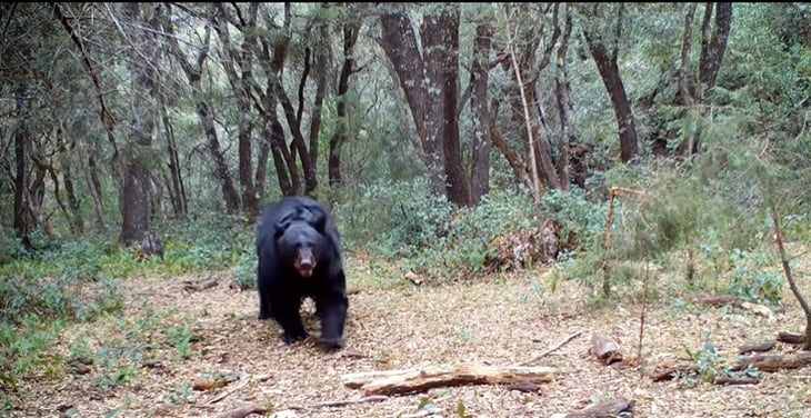 Cámara en sierra de zapalinamé muestra a osos 'jugando'   