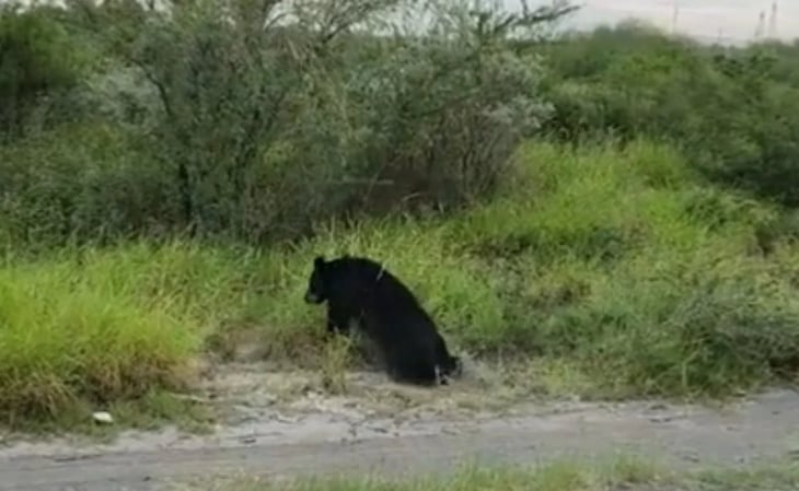 Video: Atropellan a oso en carretera de Nuevo León y conductor huye del lugar