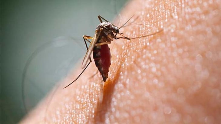 ¿Por qué los mosquitos te pican? Un estudio lo explica