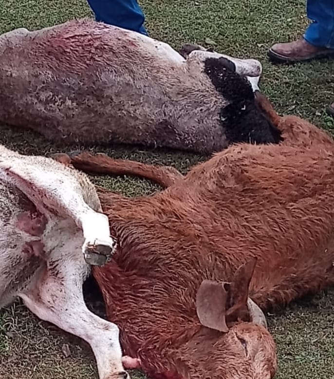 Depredador diezma ganado en Pozuelos