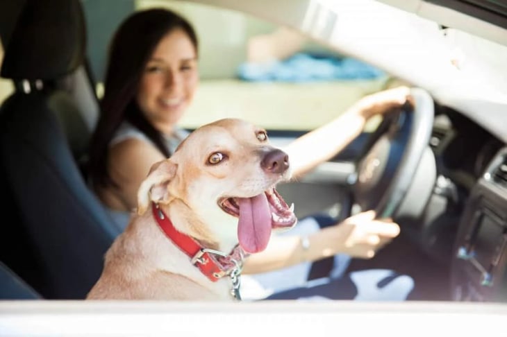 Accesorios para que tu perro viaje cómodamente en el auto