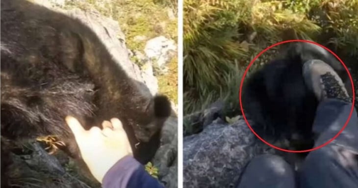Escalador se defiende a golpes y patadas del ataque de un oso; video se hace viral