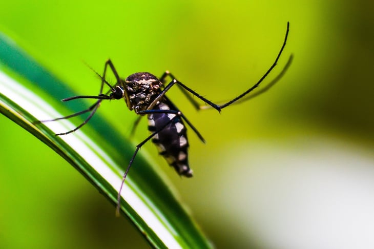 Dengue llega a la región carbonífera afectando el paso a la mariposa monarca por Coahuila