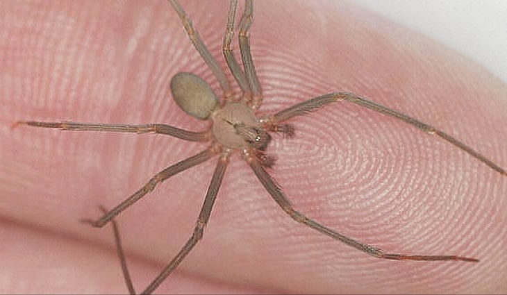 Salud: ¿Cómo prevenir y tratar las mordeduras de las arañas venenosas?